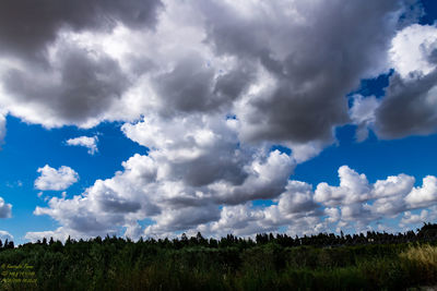 Panoramic shot of trees on field against sky