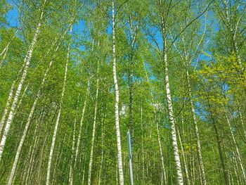 Low angle view of bamboo trees in forest