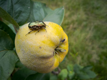 Close-up of insect on fruit