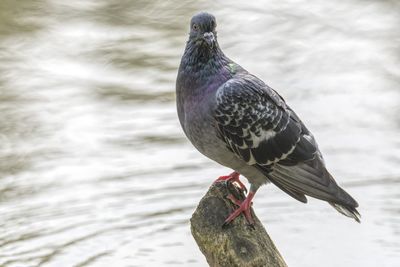 Pigeon resting at park