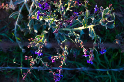 Close-up of purple flowering plants