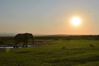 Cows grazing on field against sky during sunset