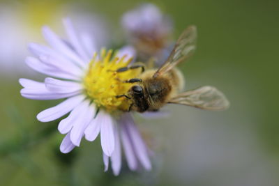 Close-up of bee on pink flower