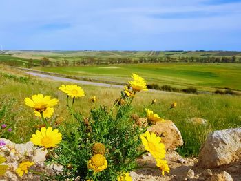 Yellow flowers growing on field