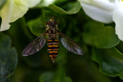 Close-up of butterfly pollinating on flower