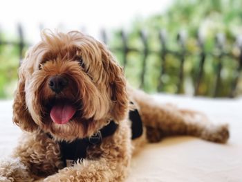 Close-up portrait of dog sticking out tongue