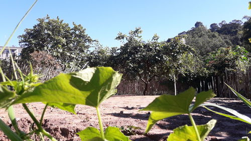 Close-up of plants against clear sky on sunny day
