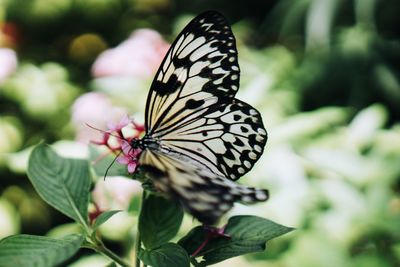 Close-up of butterfly pollinating on flower