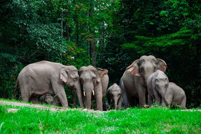 Elephant in a forest