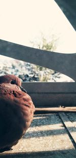 Close-up of a dog looking through window