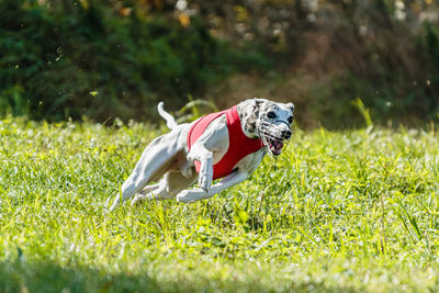 Whippet sprinter dog running and chasing lure on the field