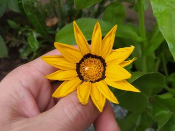 Close-up of hand holding yellow flower