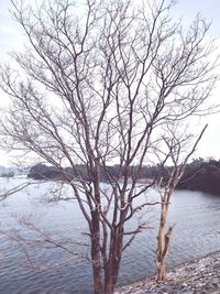 Bare tree by lake against sky during winter