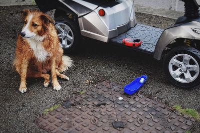 Low section of dog by car on road