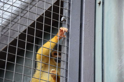 Close-up of bird in cage