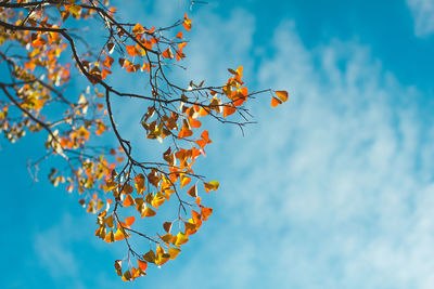 Low angle view of tree against sky, orange and blue.