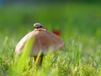 Close-up of mushroom on field