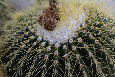 Close-up of succulent plant