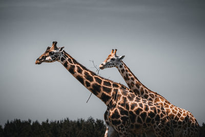 View of giraffe against sky