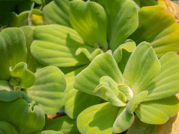 Full frame shot of succulent plant