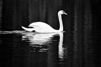 Swan swimming on lake