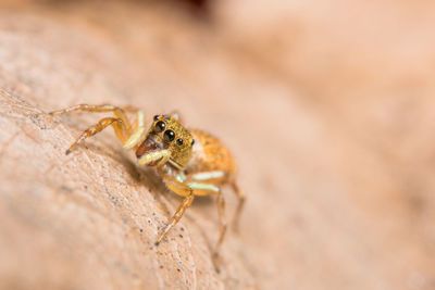 Close-up of spider on surface