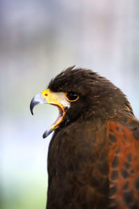Close-up of a bird looking away