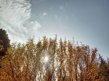 Low angle view of trees against sky during autumn