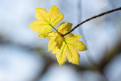 Close-up of yellow maple leaves