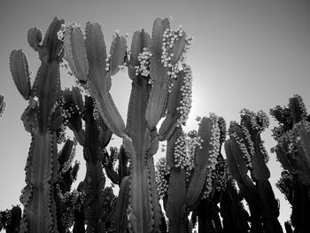 Low angle view of prickly pear cactus against clear sky