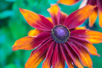 Close-up of flower blooming outdoors