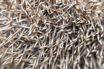 Full frame shot of dried plant