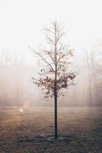 Bare tree against sky