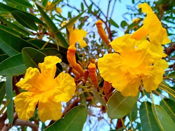 Close-up of yellow flowering plant