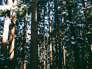 Low angle view of trees in forest