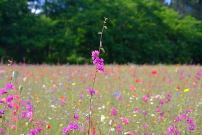 Close-up of pink flowering plant in park