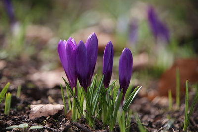 Close-up of purple crocus