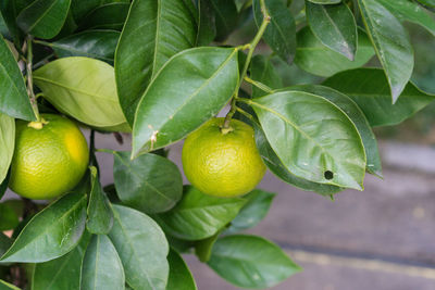 Close-up of fruits on tree