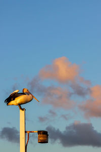 Low angle view of bird perching against clear blue sky