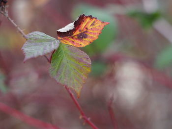 Close-up of maple leaf on leaves