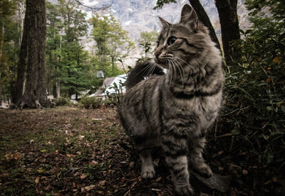 Cat sitting on tree