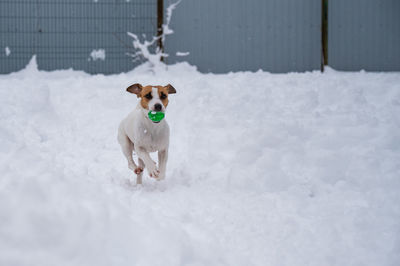 Dogs on snow covered field