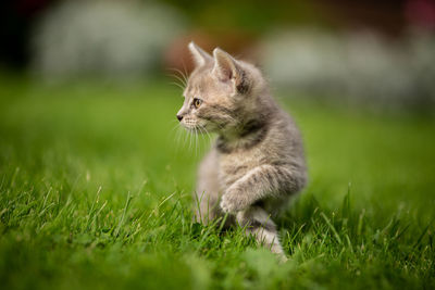 Close-up of a cat on grass