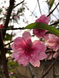 Close-up of pink cherry blossom