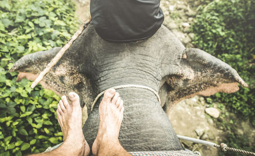 Low section of man standing by elephant