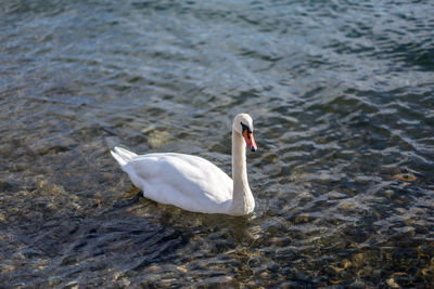 Swan swimming in lake