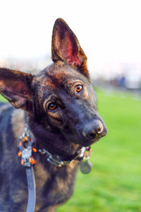 Close-up portrait of sable german shepherd