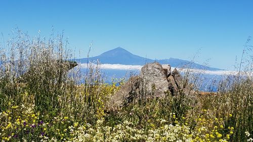 Plants growing on field against clear blue sky