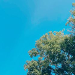 Low angle view of tree against blue sky