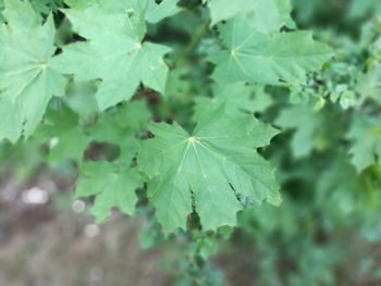 Close-up of leaves